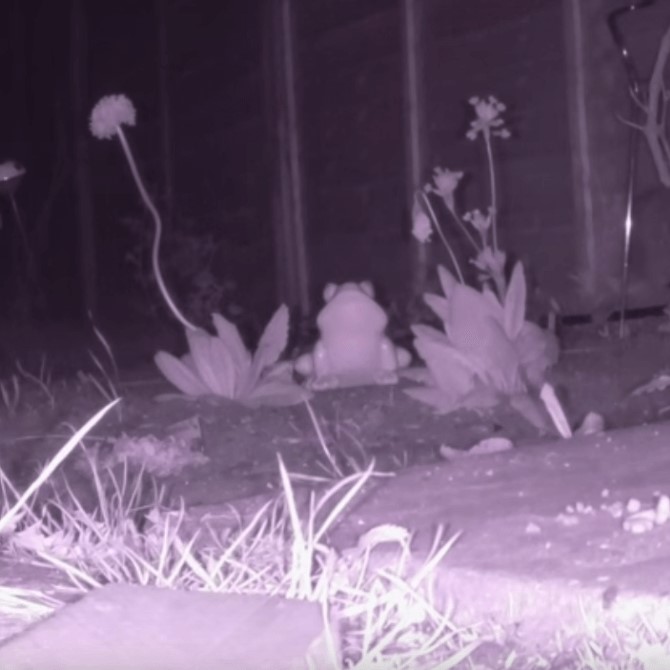 라즈베리 파이로 구동되는 야간 감시 카메라로 밤의 동물들을 감시해보자